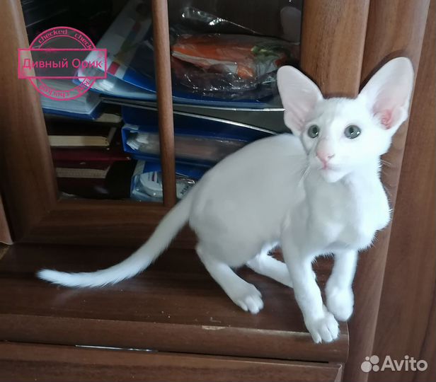 Ориентальные котята
