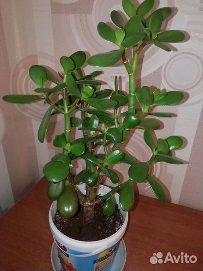 Крассула толстянка