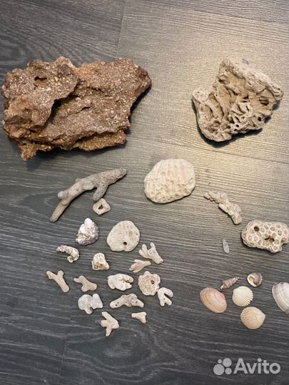 Кораллы для аквариума