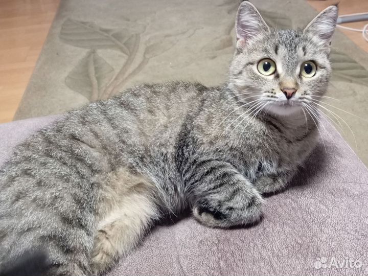 Кошечка бесплатно