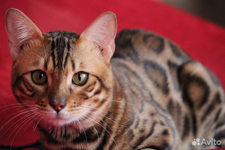 Бенгал вязка