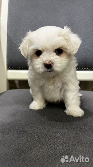 Мальтийская болонка