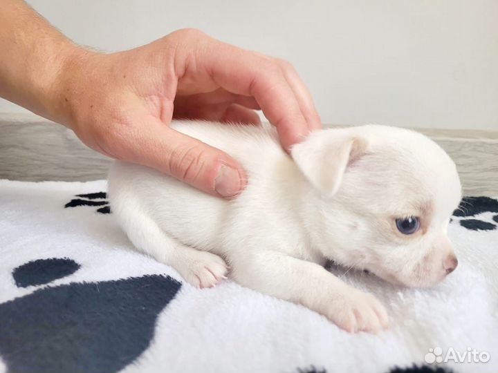 Щенки чихуахуа