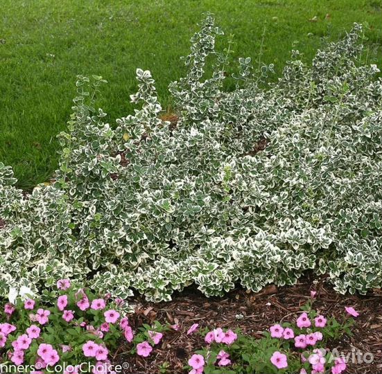 Бересклет японский