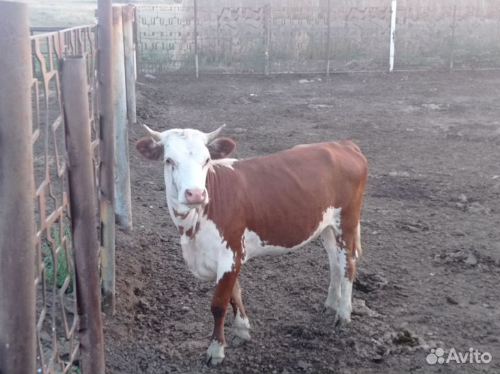 Бычки телки