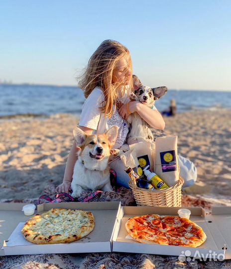 Собака для фотосессии Вельш Корги