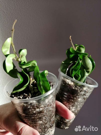 Хойи сортовые