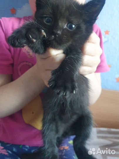 Отдам в добрые руки