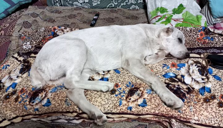 Щенок сао алабай