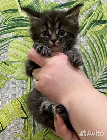 Котята мейн-кун