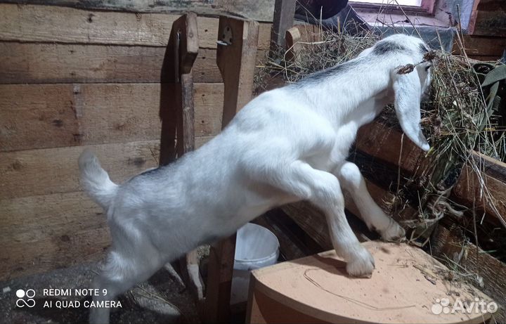 Нубийские козлята