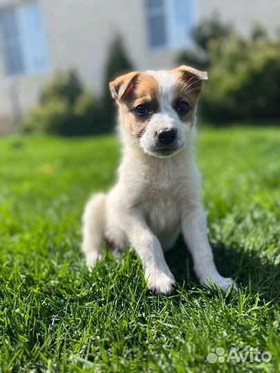 Малыш Джек в дар