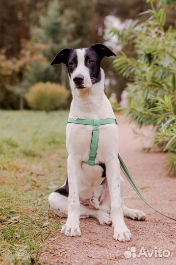 Рэм в прите