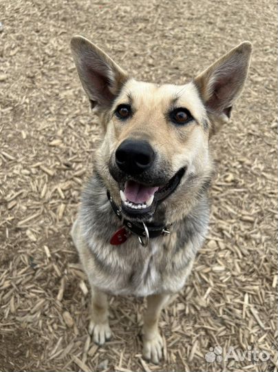 Самая лучшая собака в мире в добрые руки