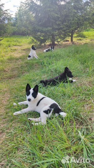 Осталась одна девочка