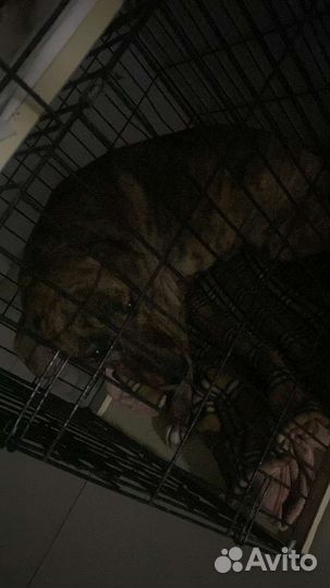 Тигровая собака