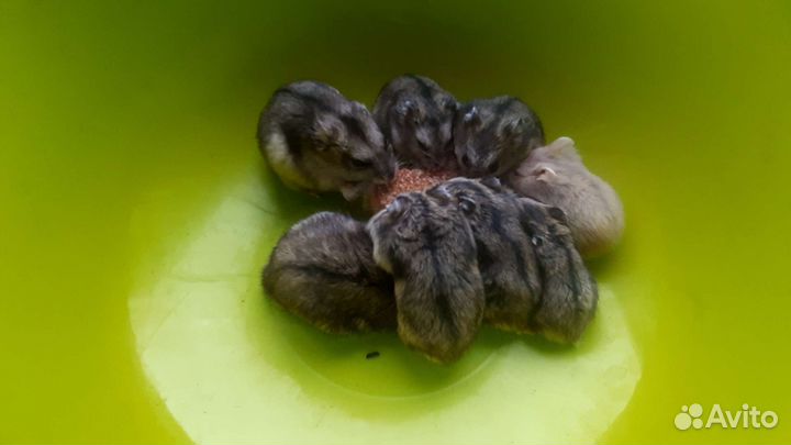 Хомяки джунгарики