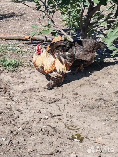 Карликовый петух