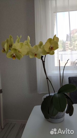 Орхидея фаленопсис