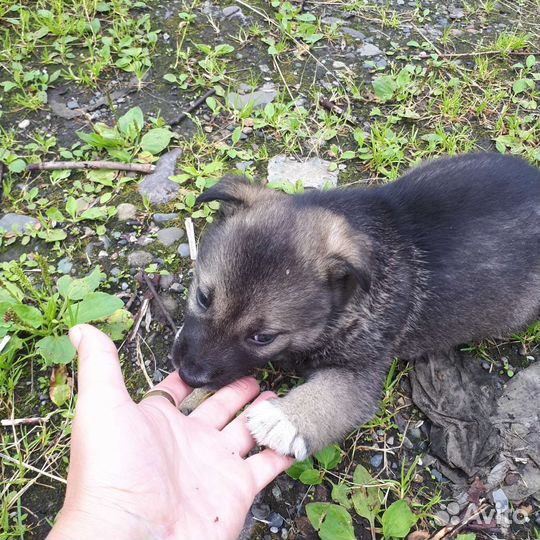 Маленькая собака в дар