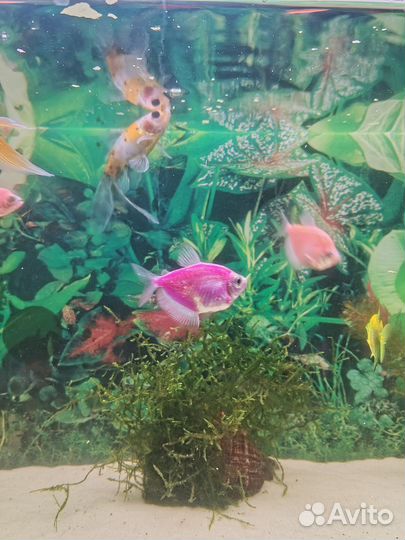 Аквариум с рыбками