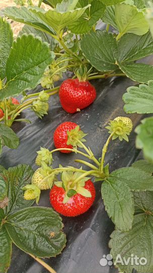 Рассада клубники оптом. (Альба) и другие