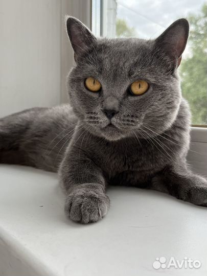 Британский кот