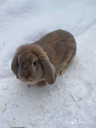 Кролик Французский баран