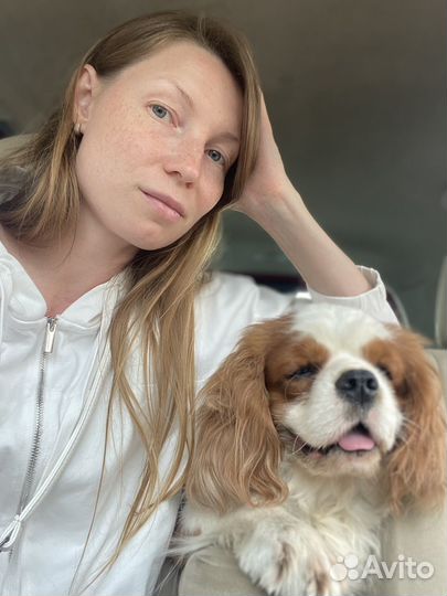 Кинг чарльз спаниель кобель вязка