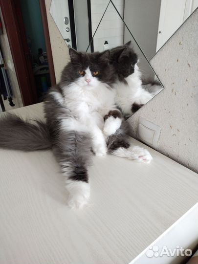 Коты в добрые руки. Кастрированы