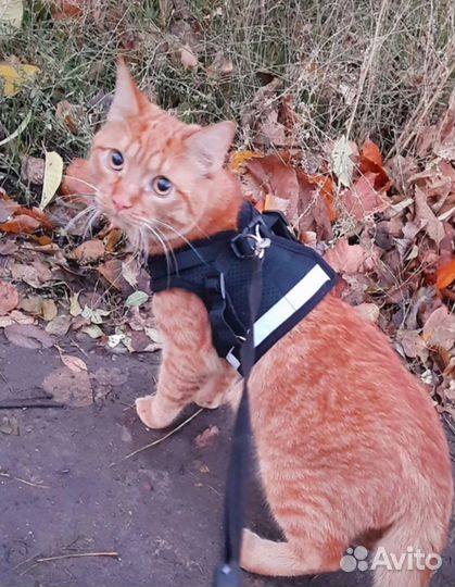 Шлейка новая