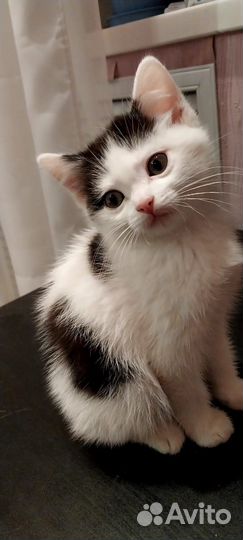 Котики в добрые руки