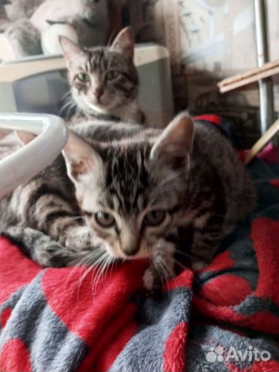 Отдам бесплатно