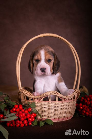 Щенки бигль