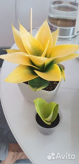 Сансевиерия сортовая