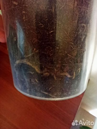 Монстера Тайское созвездие