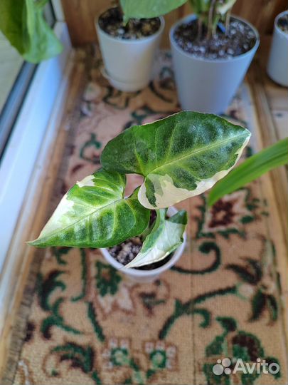 Комнатные растения сингониум