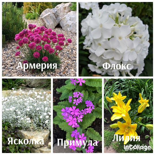 Садовые многолетние цветы, растения