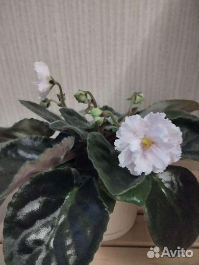 Фиалка в горшке