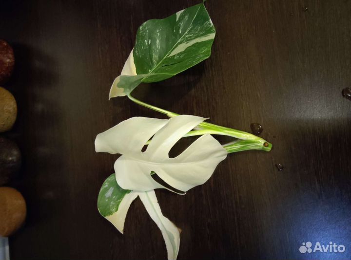 Монстера альба