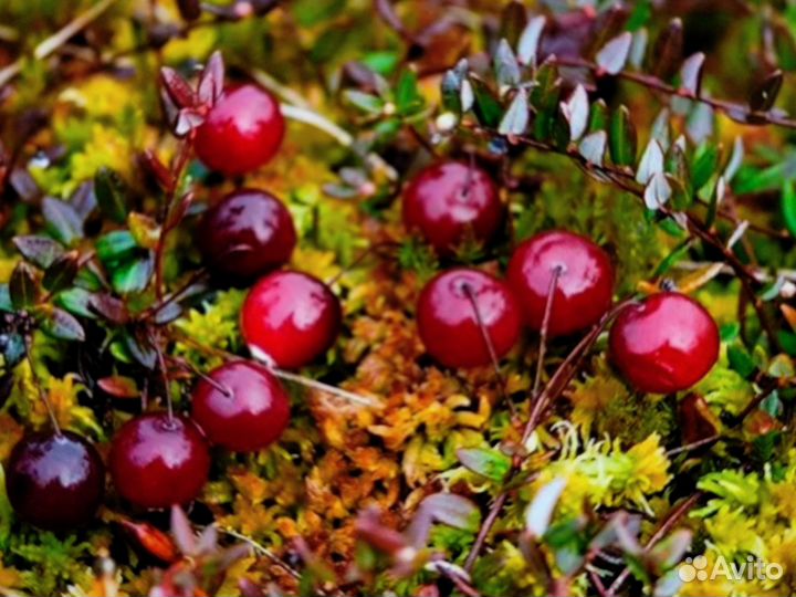 Ягоды брусника клюква