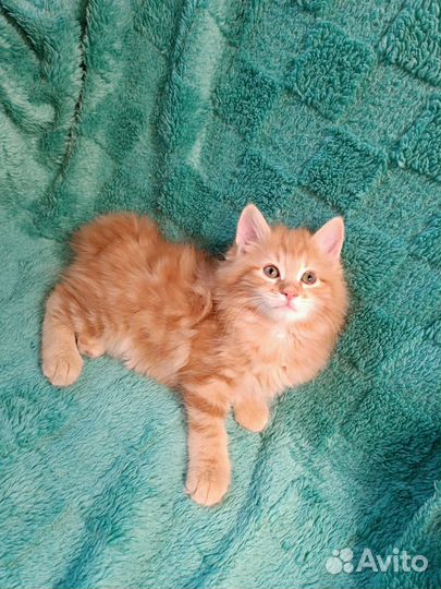 Котята курильский бобтейл