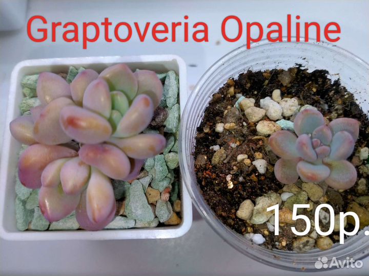 Суккуленты 2