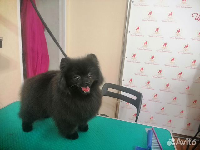 Стрижка собак и кошек в Красноярске | Услуги | Авито