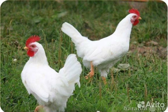Куры несушки от 9 месяцев с доставкой