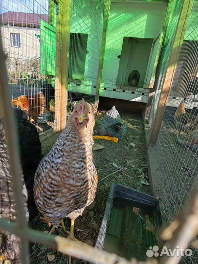 Билефельдер