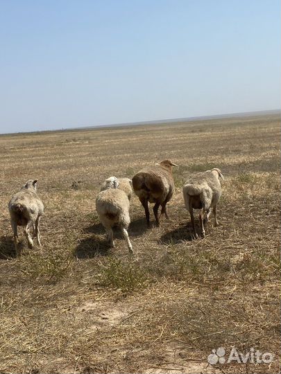 Матки Бараны