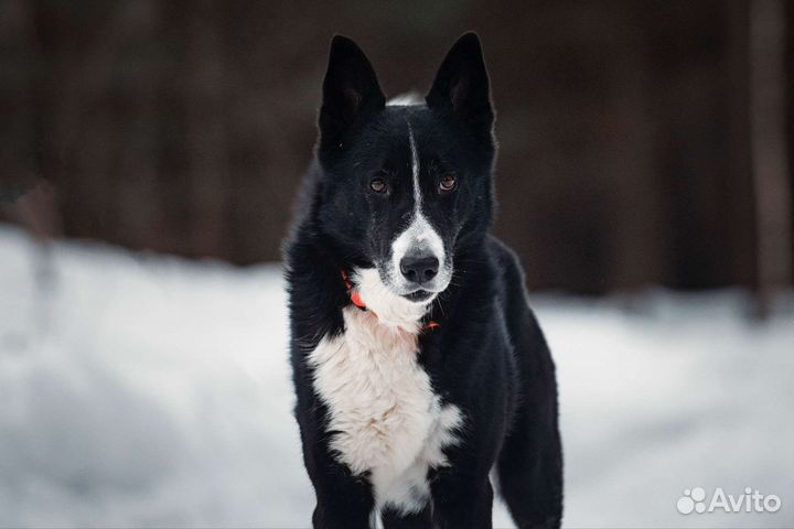 Русско европейская лайка