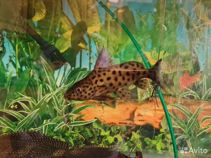 Аквариумные сомы