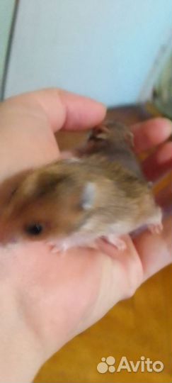 Хомяк ангорский